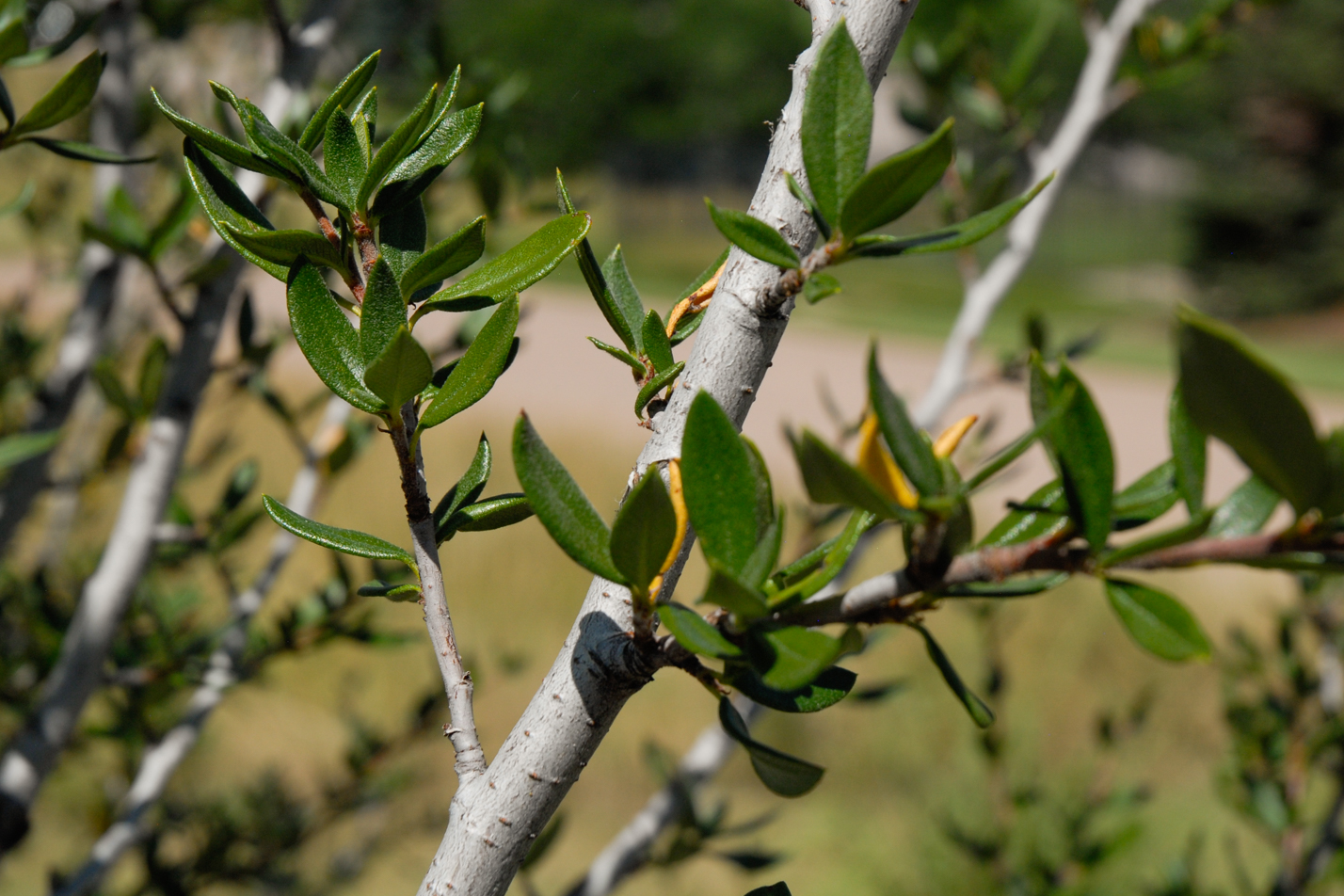 Curl-leaf Mountain Mahogany